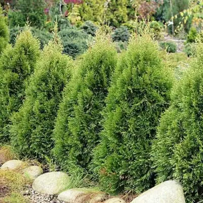 Туя СМАРАГД ВИТБОНТ западная в Калинковичах