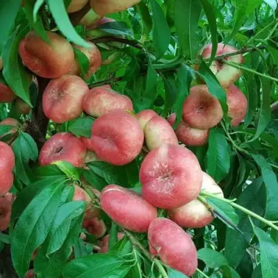 Нектарин КОНЦЕТТИНА в Калинковичах