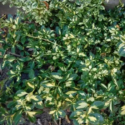 Бересклет САНСПОТ форчуна в Калинковичах