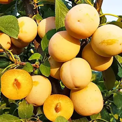 Слива РЕНКЛОД ранний в Калинковичах