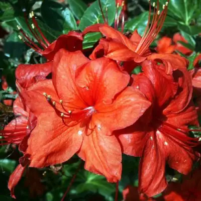 Азалия ДОЛОРОСО листопадная в Калинковичах