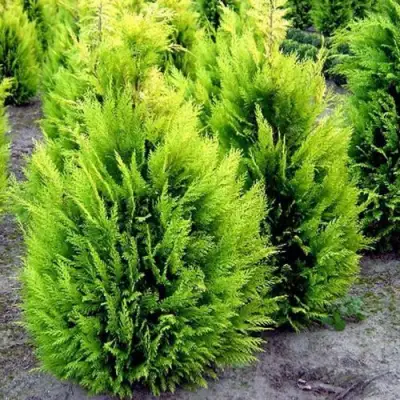 Кипарисовик ИВОНЕ лавсана в Калинковичах