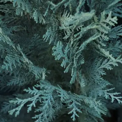 Кипарисовик ВАН ПЕЛЬТС БЛЮ лавсона в Калинковичах