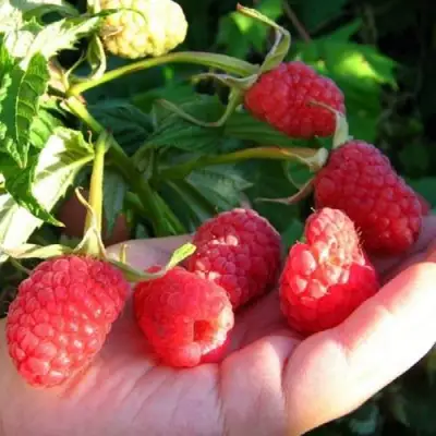 Малина ГОРДОСТЬ РОССИИ в Калинковичах