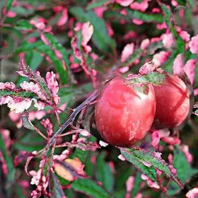 Слива ХЕССЕЙ декоративная в Калинковичах