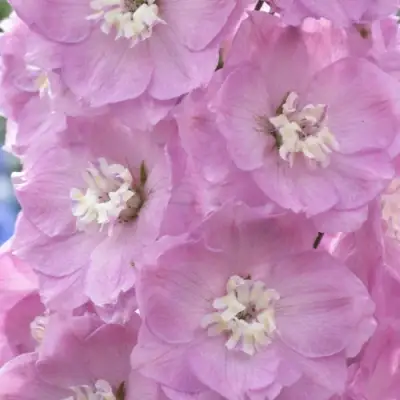 Дельфиниум ПЕТТИКОУТ гибридный в Калинковичах