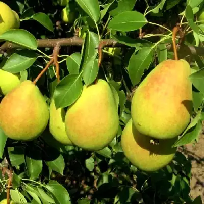 Груша ФЛЕЙТА в Калинковичах