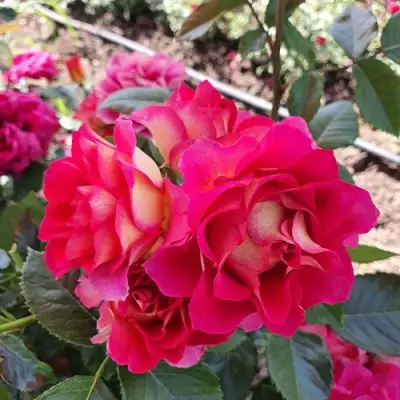 Роза БРЕРА флорибунда в Калинковичах