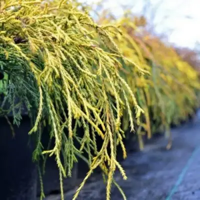 Кипарисовик ВАВЕЛ горохоплодный в Калинковичах