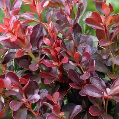 Барбарис АТРОПУРПУРЕА НАНА тунберга в Калинковичах