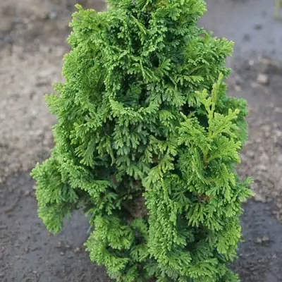 Туя ЗМАТЛИК западная в Калинковичах