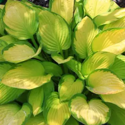 Хоста ГОЛД СТАНДАРТ Форчуна в Калинковичах