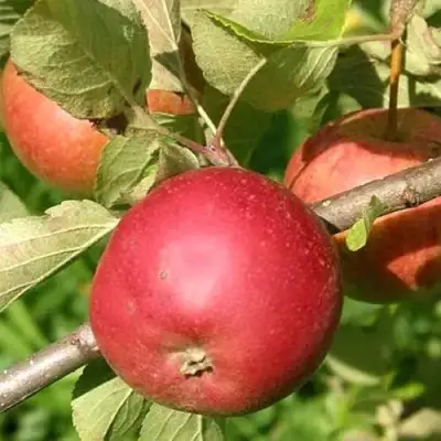 Яблоня ПОСПЕХ в Калинковичах