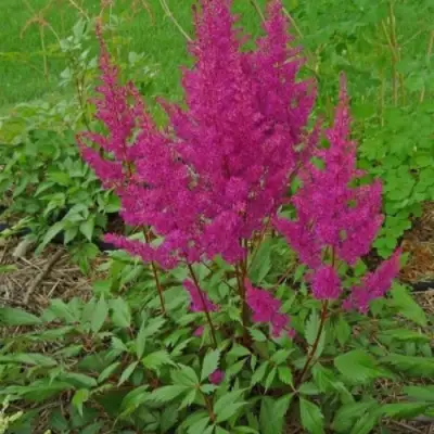 Астильба ЭЛИЗАБЕТ ВАН ВИН японская в Калинковичах