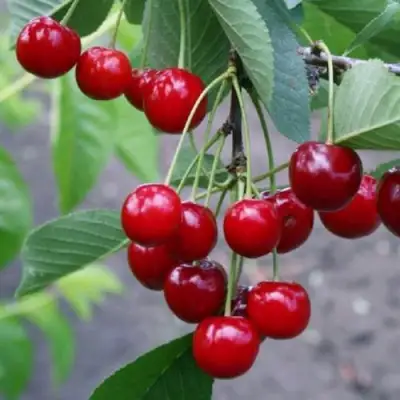 Вишня ЗАРАНКА в Калинковичах