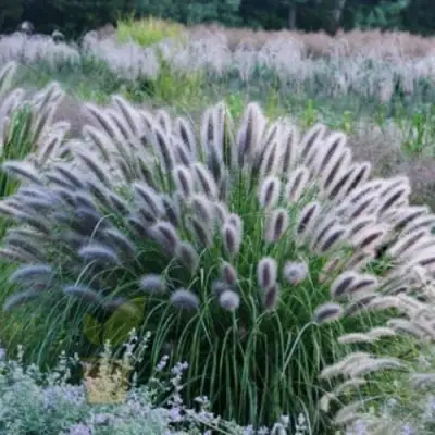 Пеннисетум БЛЭК БЬЮТИ в Калинковичах