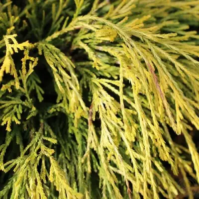 Кипарисовик ГОЛДЕН МОП горохоплодный в Калинковичах