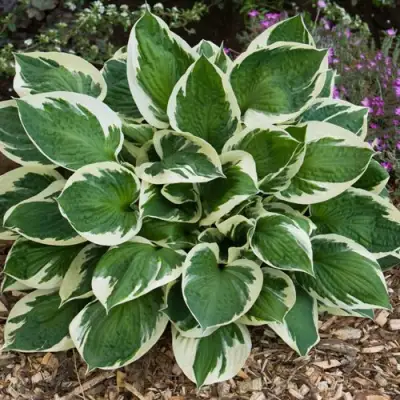 Хоста КАРИН гибридная в Калинковичах