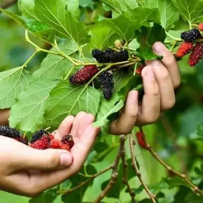 Шелковица ГАЛИЦИЯ в Калинковичах