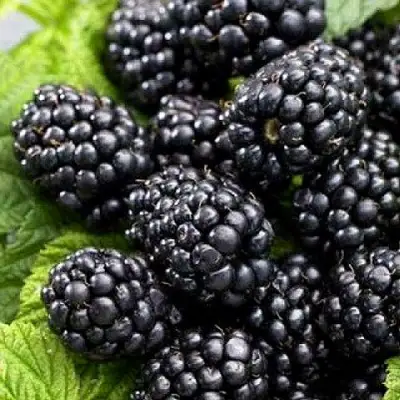 Ежевика БЖЕЗИНА бесшипная  в Калинковичах