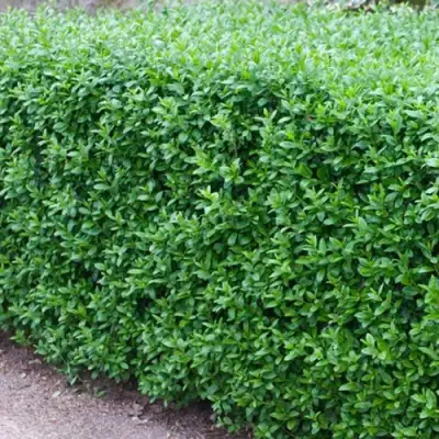 Бирючина обыкновенная АТРОВИРЕНС в Калинковичах