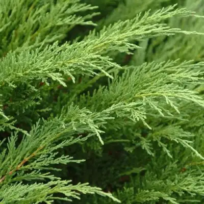 Можжевельник ТАМАРИСЦИФОЛИЯ казацкий  в Калинковичах