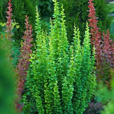 Барбарис ЭРЕКТА тунберга в Калинковичах