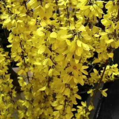 Форзиция ГОЛДРАУШ в Калинковичах