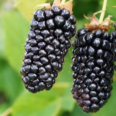 Ежевика КОЛАМБИЯ ГИГАНТ бесшипная в Калинковичах