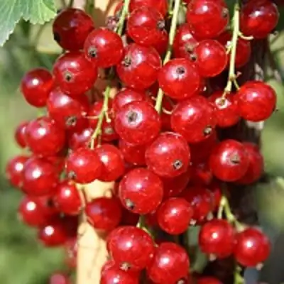 Смородина красная РОНДОМ в Калинковичах