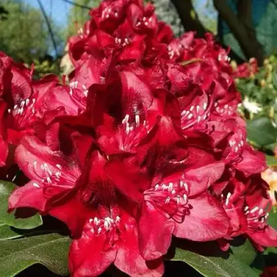 Рододендрон МАТАДОР в Калинковичах