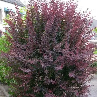 Барбарис АТРОПУРПУРЕА тунберга в Калинковичах