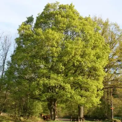 Клен полевой в Калинковичах