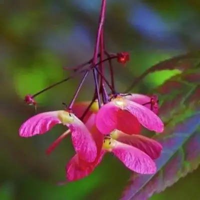 Клен пальмолистный в Калинковичах