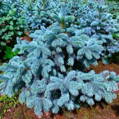 Ель СУПЕР БЛЮ СИДЛИНГ колючая в Калинковичах