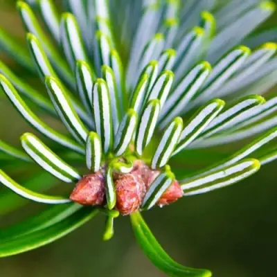 Пихта белая в Калинковичах