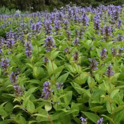 Котовник БЛЮ ДРИМС полусидячий в Калинковичах