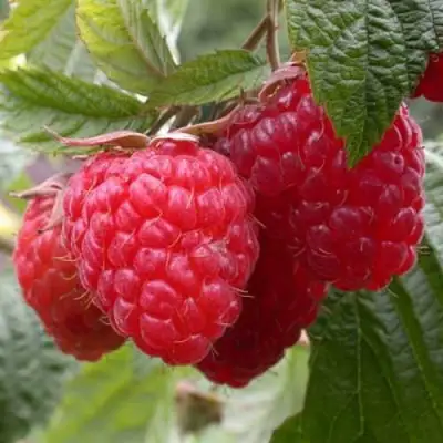 Малина ГЕРАКЛ в Калинковичах