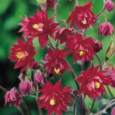 Аквилегия РУБИ ПОРТ обыкновенная в Калинковичах