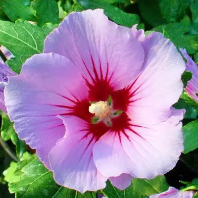 Гибискус ПИНК ФЛИРТ сирийский в Калинковичах