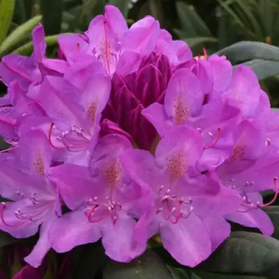 Рододендрон РОЗЕУМ ЭЛЕГАНС в Калинковичах