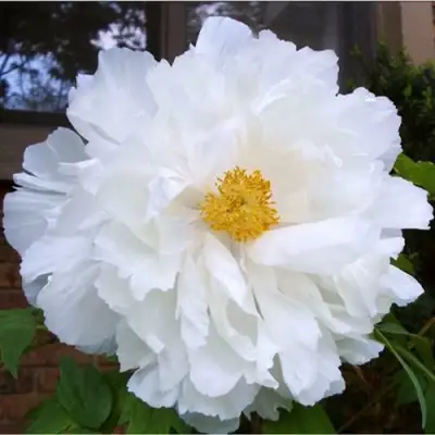 Пион БЕЛЫЙ НЕФРИТ древовидный в Калинковичах