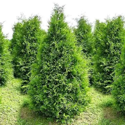 Туя БРАБАНТ западная в Калинковичах