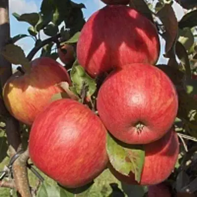 Яблоня ПЕРСИКОВАЯ в Калинковичах