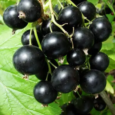 Смородина чёрная ЭКЗОТИКА в Калинковичах