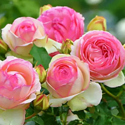 Роза ПЬЕР ДЕ РОНСАР плетистая в Калинковичах