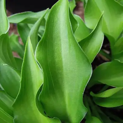 Хоста ГАРРИ ВАН ТРИЕР в Калинковичах