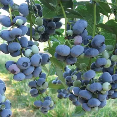 Голубика ЛИБЕРТИ в Калинковичах