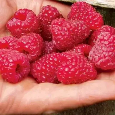 Малина ДЖОАН ДЖИ (ДЖОАН ДЖЕЙ) в Калинковичах