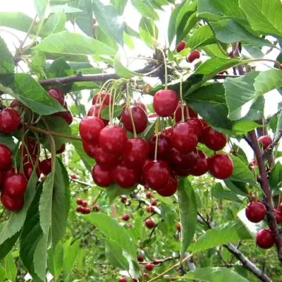 Вишня ТУРГЕНЕВКА в Калинковичах